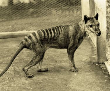 thylacine_tasmanian_tiger