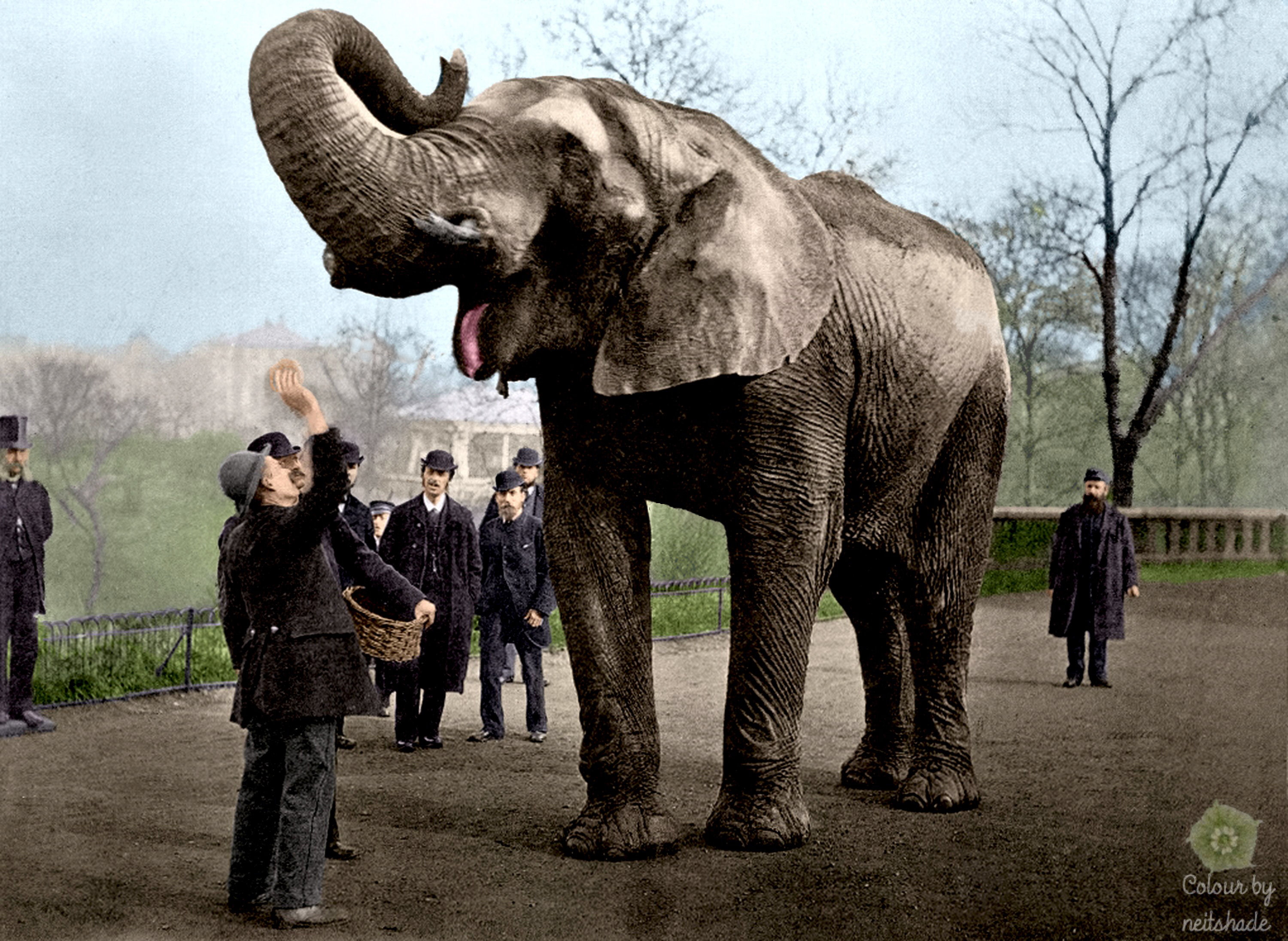 Jumbo the Elephant.